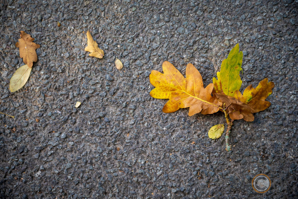 Leaves (Nikon Z7 with 24-70/4S)